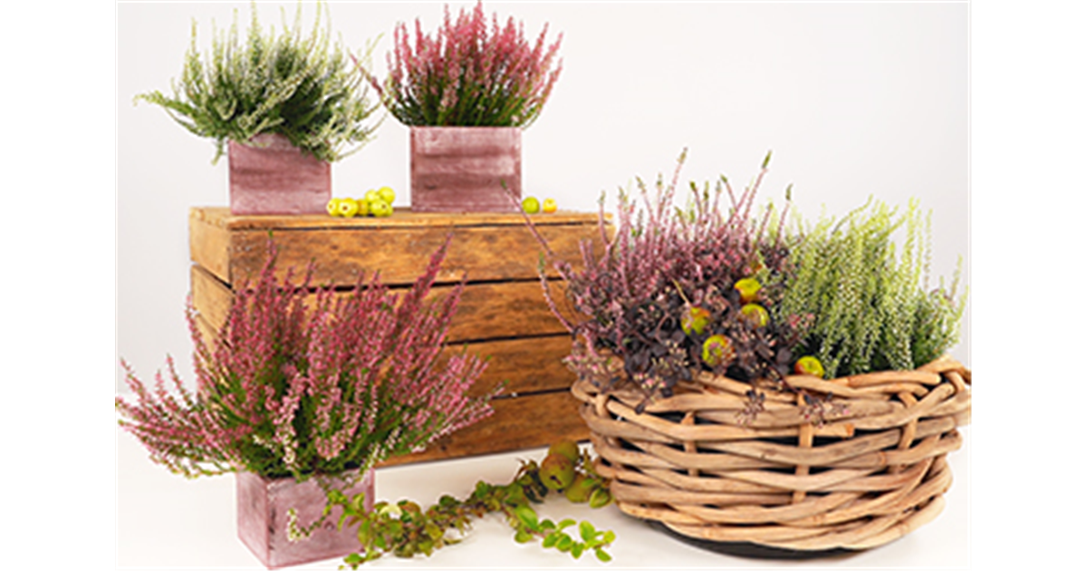 DIY Herbstlicher Korb Bellandris Matthies