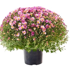 Gartencenter Hamburg Seevetal BELLANDRIS Matthies
