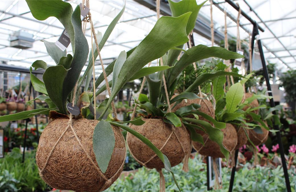 Gartencenter Hamburg Seevetal BELLANDRIS Matthies