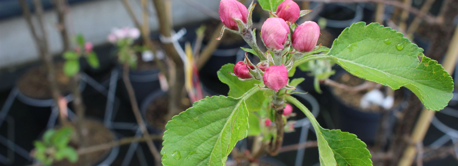 34+ Garten Matthies Seevetal, Matthies gartencenter ist das größte