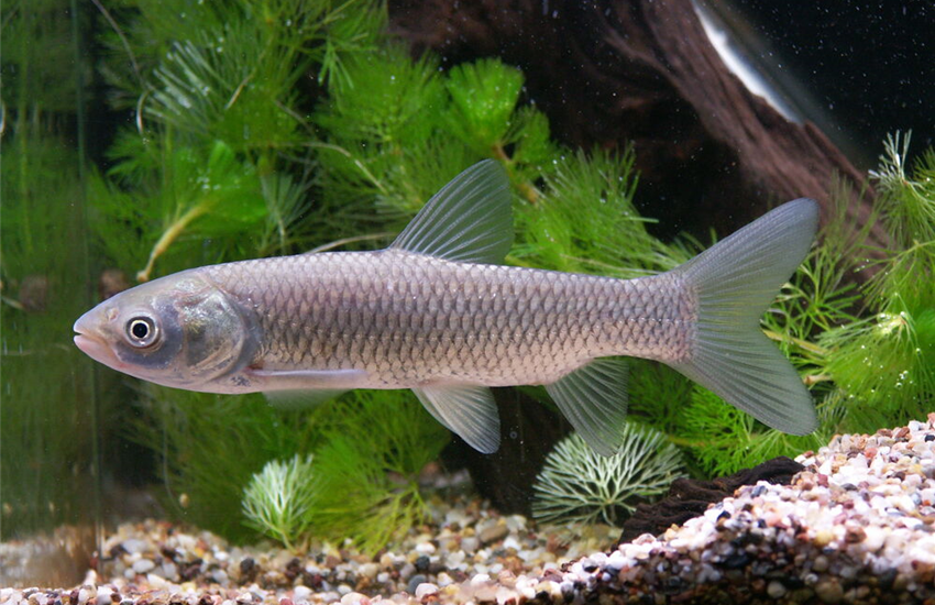 Teichfische