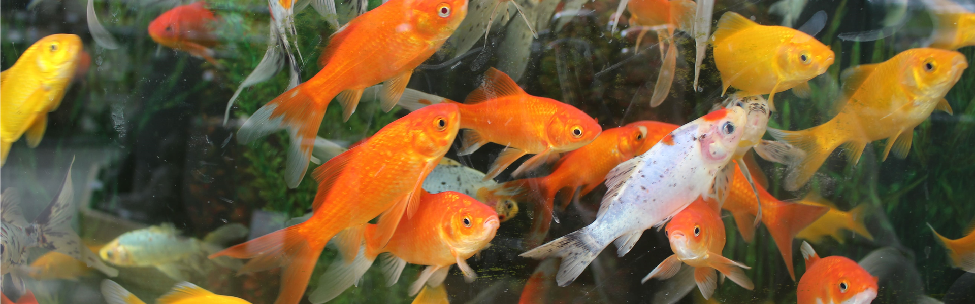 Teichfische Kaufen In Der Nahe