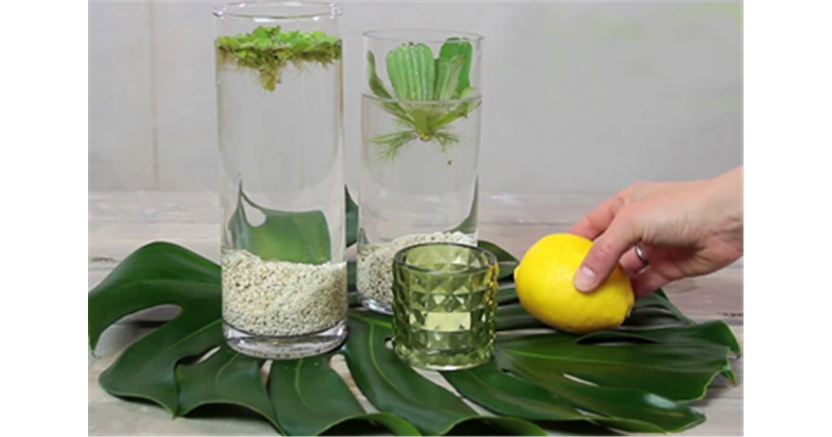 Erfrischende Wasserdeko - Bellandris Matthies