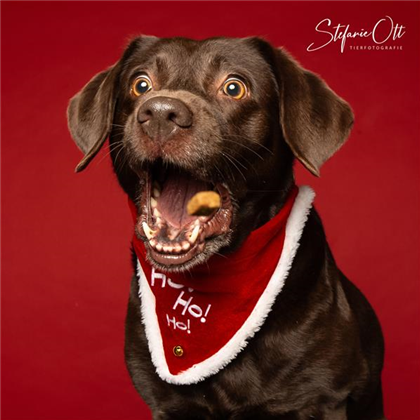 XMAS-Hundshooting bei Zoo & Co.