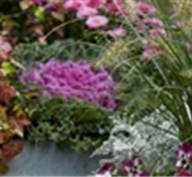 PFLANZ DIR GUTE HERBSTLAUNE! PFLANZ DIR GUTE HERBSTLAUNE!