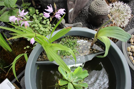 Teichpflanzen Teichpflanzen