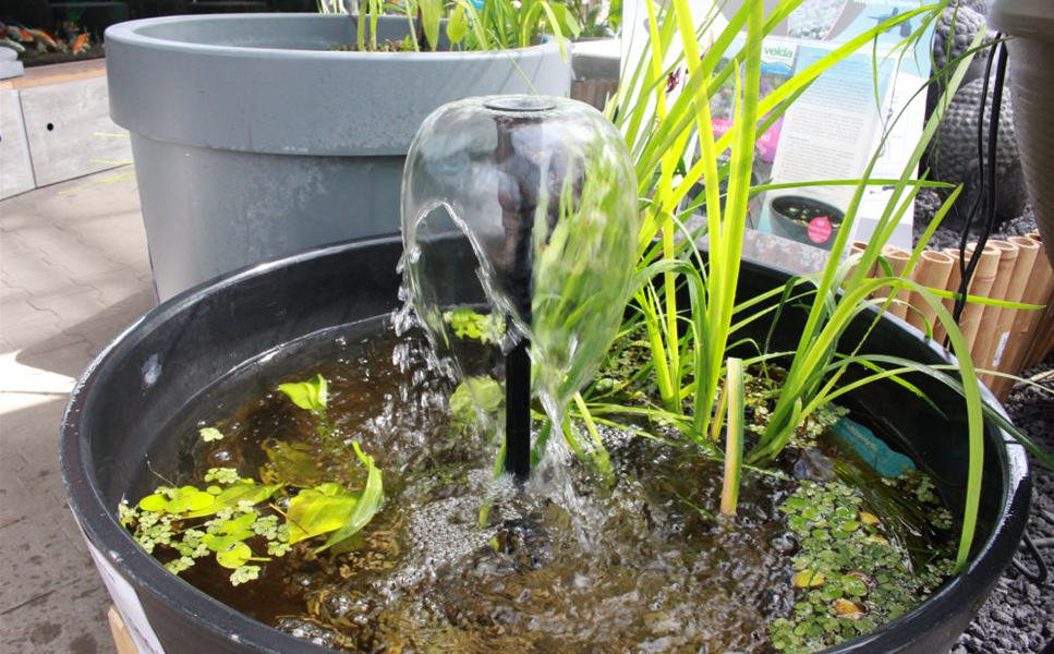 Teichpflanzen - Was sind Teichpflanzen?