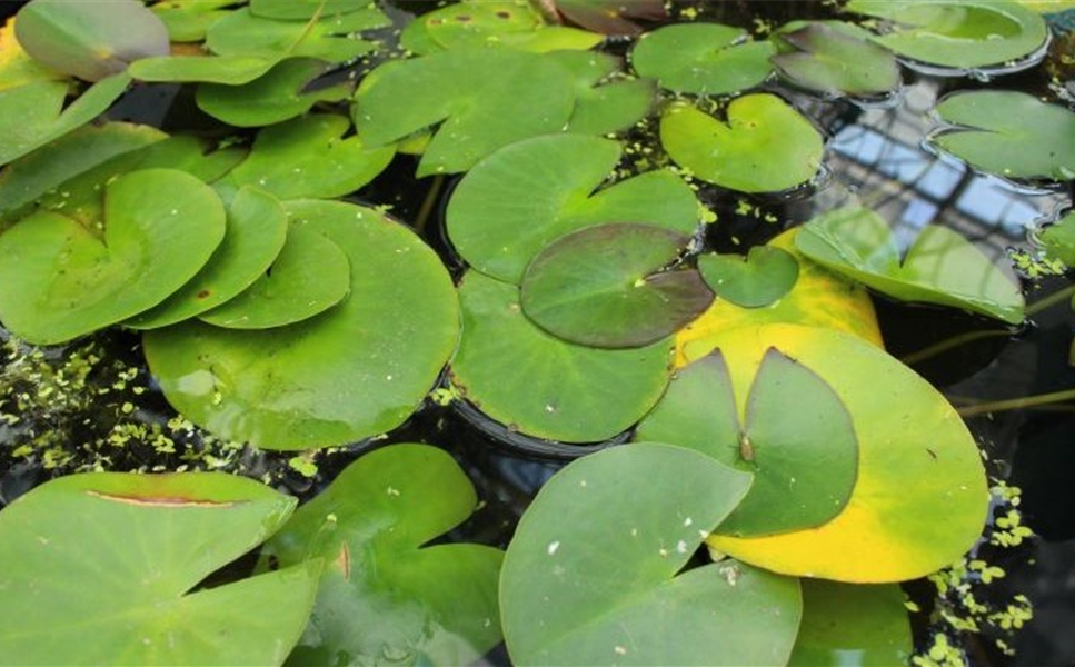 Teichpflanzenbedarf - Was braucht man mehr?