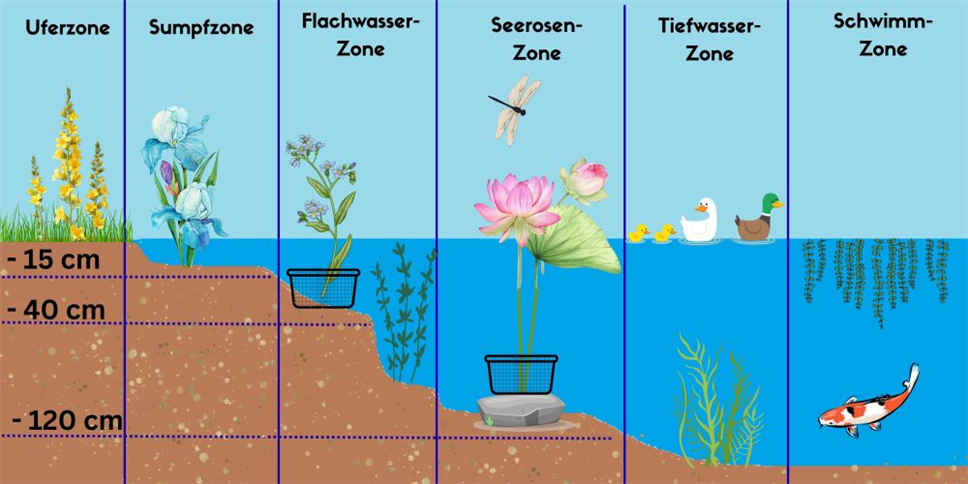 Teichzonen - Die passende Teichzone