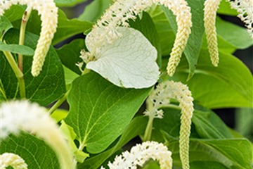 Amerikanischer Eidechsenschwanz