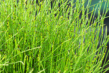 Binsenförmiger Schachtelhalm