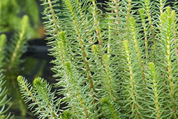 Gewöhnlicher Tannenwedel