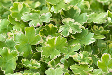 Kleinblättriger Wassernabel