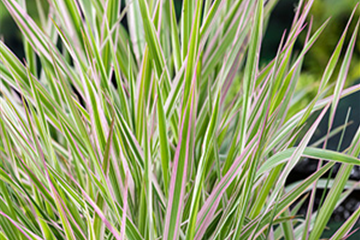 Rohr-Glanzgras 'Picta'