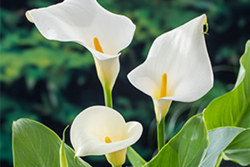 Calla / Zantedeschia
