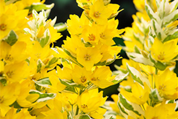 Garten Gilbweiderich