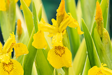 Garten Sumpfschwertlilie