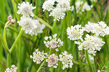 Großer Wasserfenchel