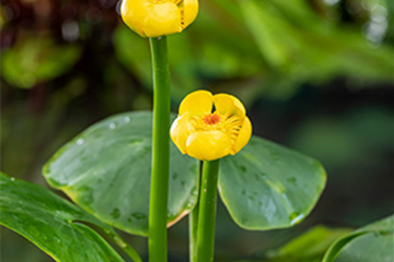 Heimische Gelbe Teichrose