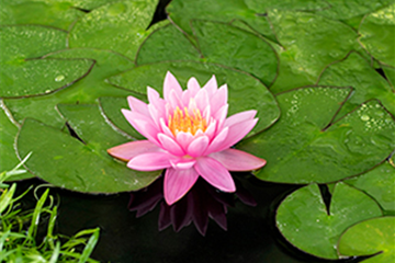 Winterharte Seerose ´Firecrest´