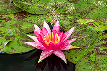 Seerose ´Red Spider´