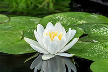 Weiße Seerose ´Gladstonia´