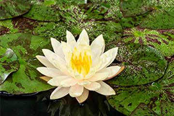 Seerose ´Texas Down´