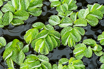 Gemeiner Schwimmfarn