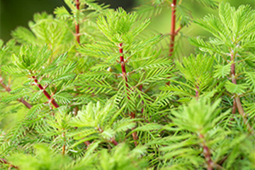 Kleine Papageienfeder