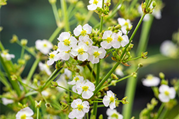 Herzblättriger Froschlöffel