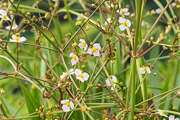 Lanzettblättriger Froschlöffel