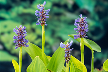 Herzblättriges Hechtkraut