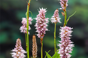 Schlangen-Knöterich