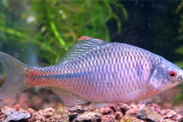 Bitterling Bitterling