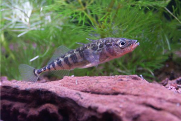 Dreistachliger Stichling Dreistachliger Stichling