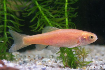 Golderlitze Golderlitze