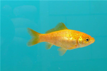 Goldfisch zitronengelb Goldfisch zitronengelb