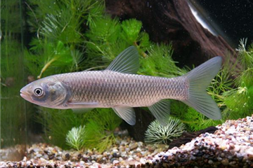 Graskarpfen Graskarpfen