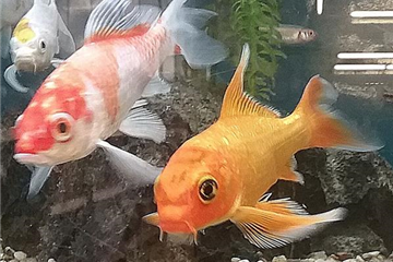 Koi Butterfly Koi Butterfly