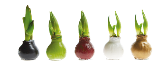 IM GLANZ DER ELEGANZ!