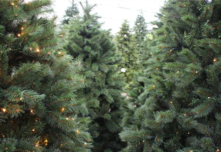 Künstliche Weihnachtsbäume