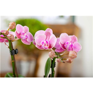 Pflanze des Monats Januar: Orchidee