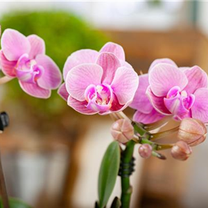 Phalaenopsis 