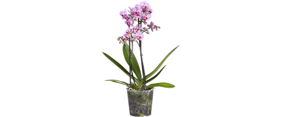 Phalaenopsis 