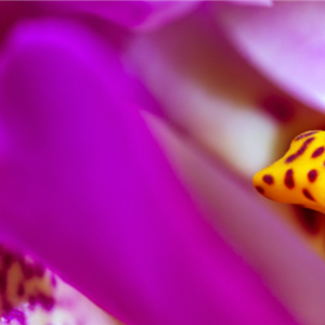 Pflanze des Monats Januar: Orchidee