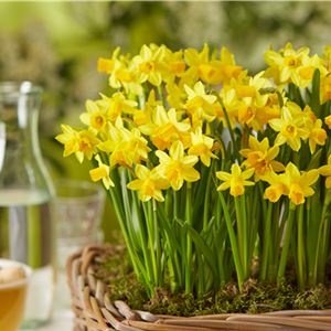 PFLANZE DES MONATS FEBRUAR: NARZISSE