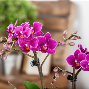 Pflanze des Monats Januar: Orchidee