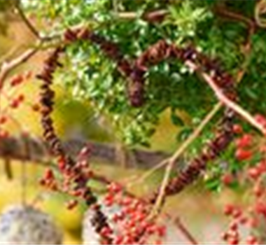 Leckerbissen für Vögel Leckerbissen für Vögel