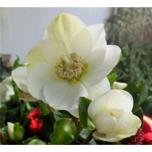 Blütenwunder Christrose