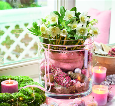 Blütenwunder Christrose Blütenwunder Christrose